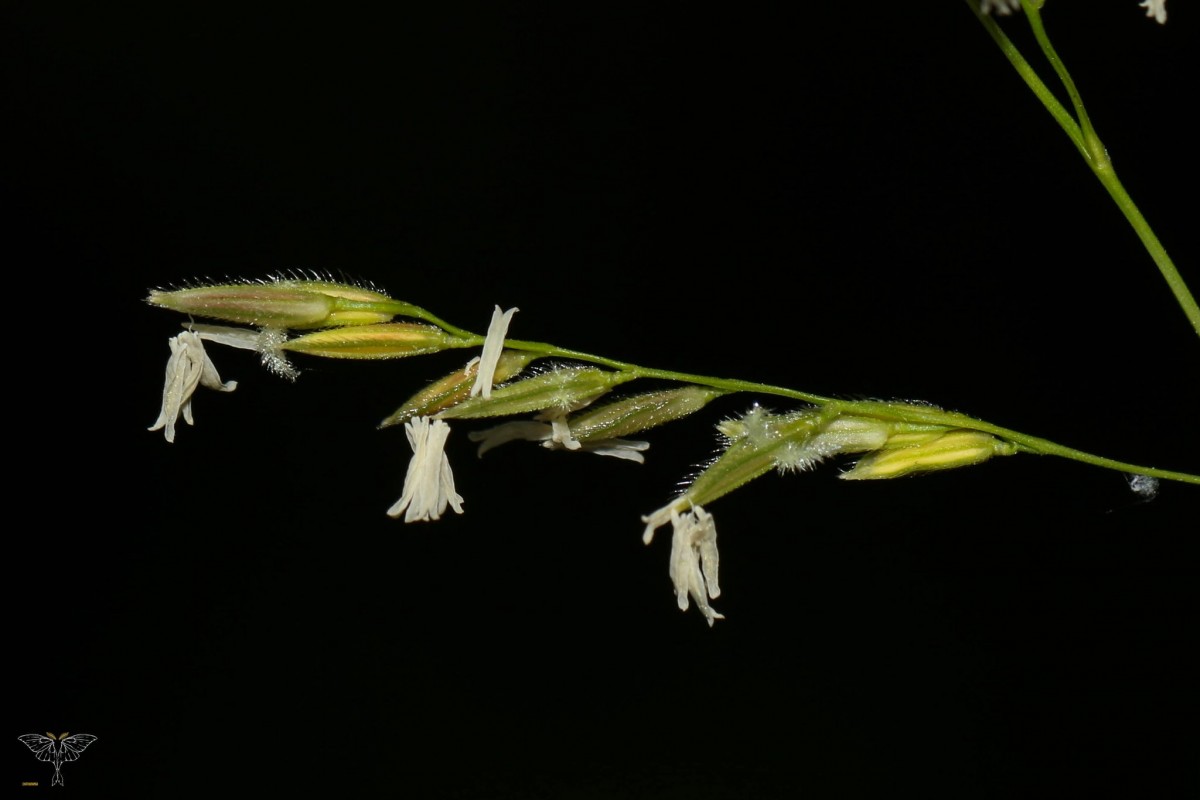 Leersia hexandra Sw.